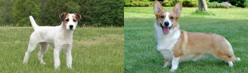 Jack Russell Terrier vs Cardigan Welsh Corgi - Breed Comparison