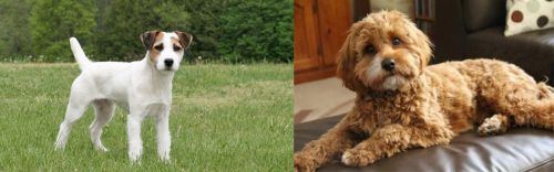 Jack Russell Terrier vs Cavapoo - Breed Comparison