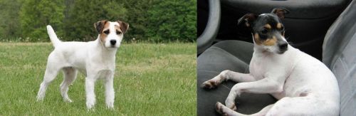 Jack Russell Terrier vs Chilean Fox Terrier