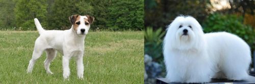Jack Russell Terrier vs Coton De Tulear
