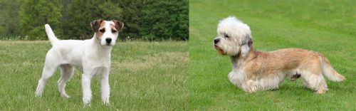 Jack Russell Terrier vs Dandie Dinmont Terrier - Breed Comparison