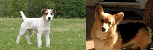 Jack Russell Terrier vs Dorgi - Breed Comparison