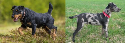Jagdterrier vs Atlas Terrier - Breed Comparison