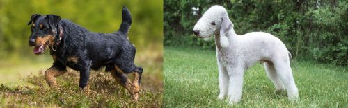 Jagdterrier vs Bedlington Terrier