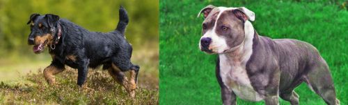 Jagdterrier vs Irish Staffordshire Bull Terrier - Breed Comparison