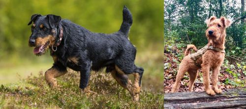 Jagdterrier vs Irish Terrier - Breed Comparison