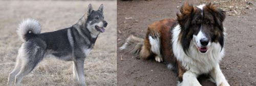 Jamthund vs Aidi - Breed Comparison