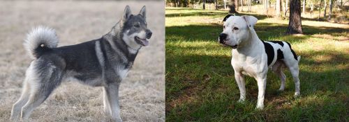 Jamthund vs American Bulldog - Breed Comparison