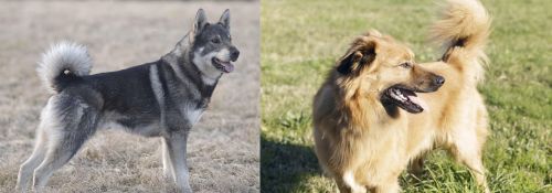 Jamthund vs Basque Shepherd - Breed Comparison