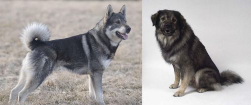 Jamthund vs Istrian Sheepdog - Breed Comparison