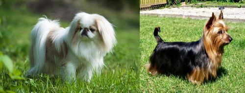 Japanese Chin vs Australian Silky Terrier - Breed Comparison
