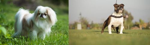 Japanese Chin vs Bantam Bulldog - Breed Comparison