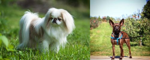Japanese Chin vs Bospin - Breed Comparison
