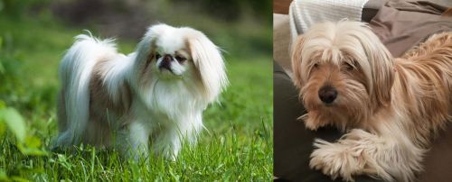Japanese Chin vs Cyprus Poodle - Breed Comparison