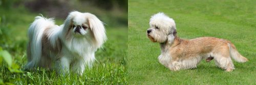 Japanese Chin vs Dandie Dinmont Terrier - Breed Comparison