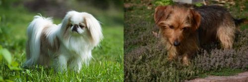 Japanese Chin vs Dorkie - Breed Comparison