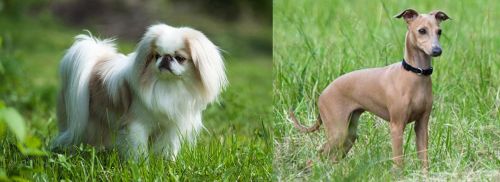 Japanese Chin vs Italian Greyhound - Breed Comparison