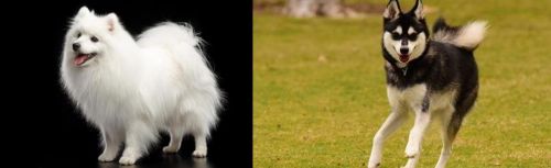 Japanese Spitz vs Alaskan Klee Kai - Breed Comparison