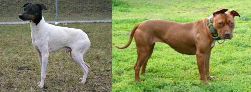 Japanese Terrier vs American Pit Bull Terrier