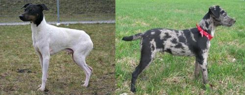 Japanese Terrier vs Atlas Terrier - Breed Comparison