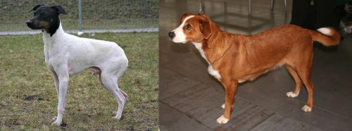 Japanese Terrier vs Austrian Pinscher - Breed Comparison