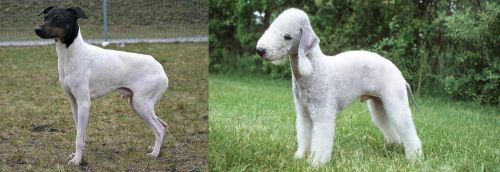 Japanese Terrier vs Bedlington Terrier - Breed Comparison