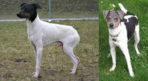 Japanese Terrier vs Brazilian Terrier - Breed Comparison