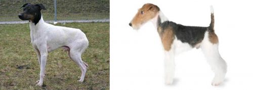 Japanese Terrier vs Fox Terrier