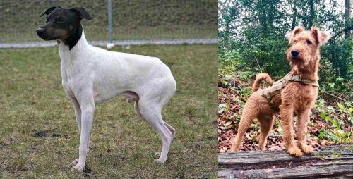 Japanese Terrier vs Irish Terrier