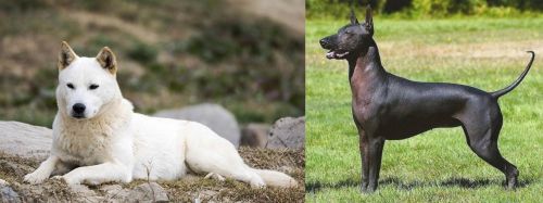 Jindo vs Hairless Khala - Breed Comparison