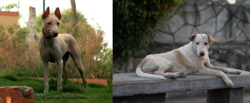 Jonangi vs Askal - Breed Comparison