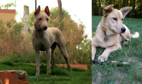 Jonangi vs Carolina Dog - Breed Comparison