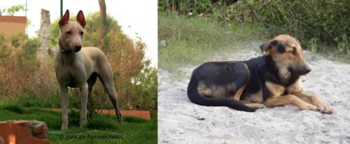 Jonangi vs Indian Pariah Dog - Breed Comparison