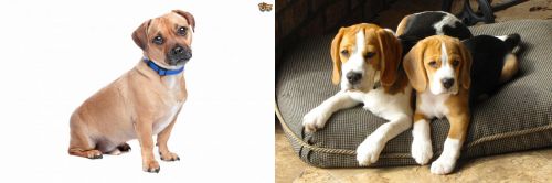 Jug vs Beagle - Breed Comparison