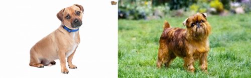 Jug vs Belgian Griffon - Breed Comparison