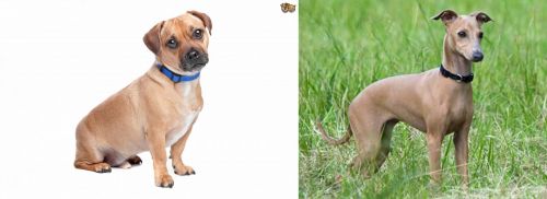 Jug vs Italian Greyhound - Breed Comparison