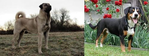 Kangal Dog vs Entlebucher Mountain Dog