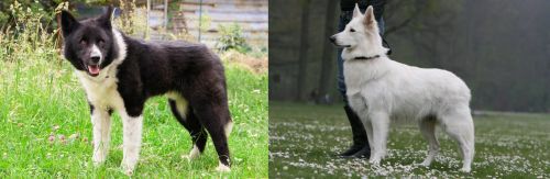 Karelian Bear Dog vs Berger Blanc Suisse - Breed Comparison