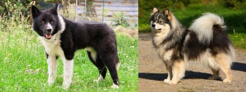 Karelian Bear Dog vs Finnish Lapphund - Breed Comparison