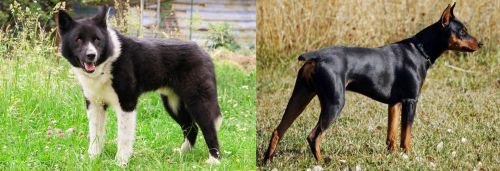 Karelian Bear Dog vs German Pinscher - Breed Comparison