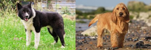 Karelian Bear Dog vs Griffon Fauve de Bretagne - Breed Comparison