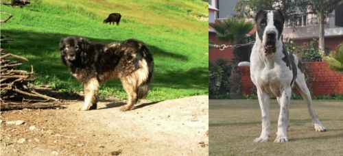Kars Dog vs Alangu Mastiff - Breed Comparison