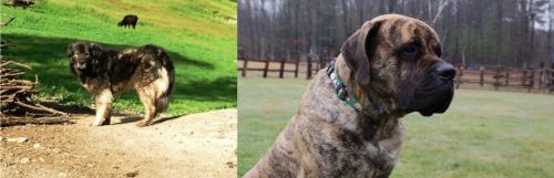 Kars Dog vs American Mastiff - Breed Comparison