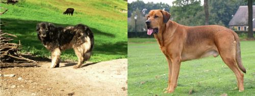 Kars Dog vs Broholmer - Breed Comparison