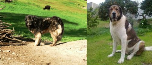 Kars Dog vs Cao de Gado Transmontano - Breed Comparison