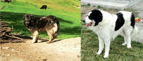 Kars Dog vs Ciobanesc de Bucovina - Breed Comparison