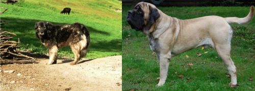 Kars Dog vs English Mastiff - Breed Comparison