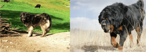 Kars Dog vs Gaddi Kutta - Breed Comparison