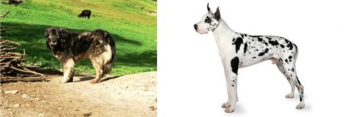 Kars Dog vs Great Dane - Breed Comparison