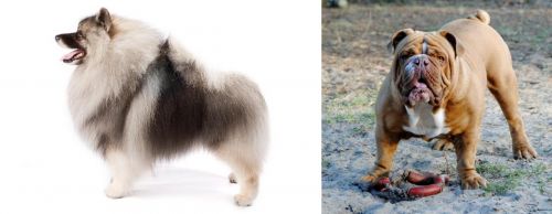 Keeshond vs Australian Bulldog - Breed Comparison
